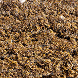 Cannalab ''Moroccan'' 35% CBD Hash
