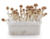 Indian Spirit ''Mazatapec'' Mushroom Growkit