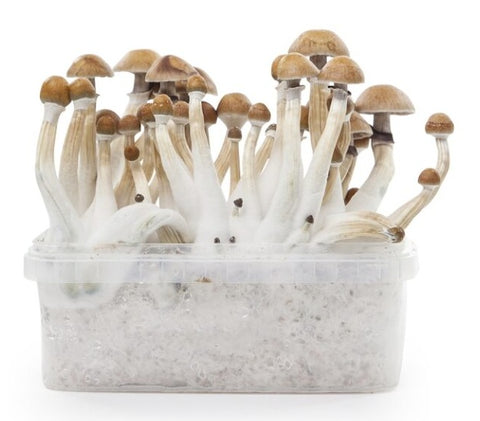 Indian Spirit ''Mexicana'' Mushroom Growkit